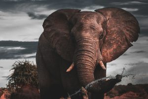 elefante che ci confonde